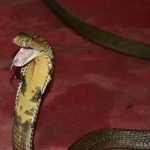 Angry King Cobra