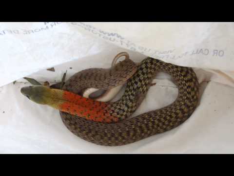 New Red Necked Keelback Specimen from Thailand!