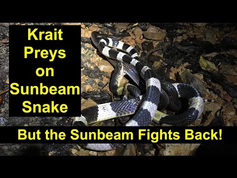 Krait Attempts to Kill and Eat Sunbeam Snake