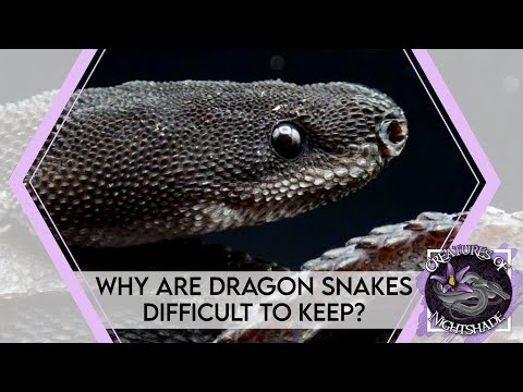 Why Are Dragon Snakes Difficult to Keep? | Creatures of Nightshade