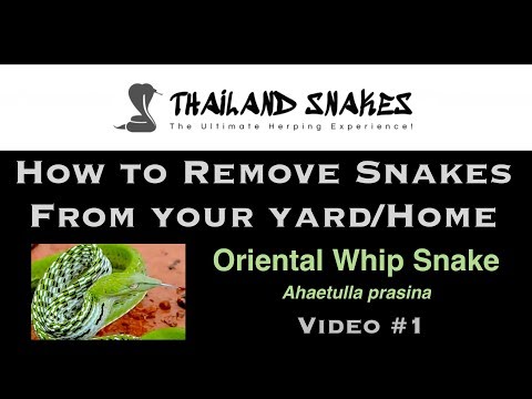 How To Remove Snakes from House and Yard | Oriental Whip Snake