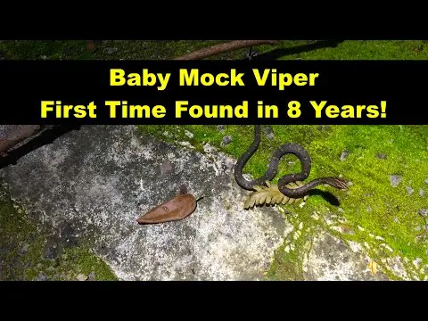 Rare Mock Viper Found in Krabi, Thailand