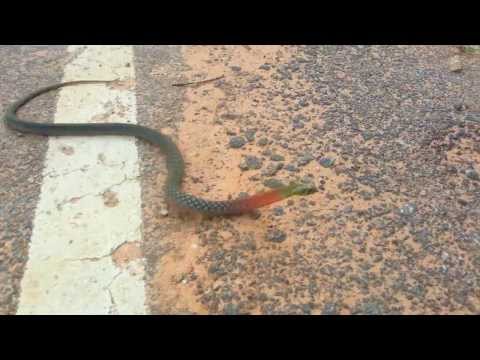 Deadly Snake in Thailand Street 🇹🇭 Thailand Living