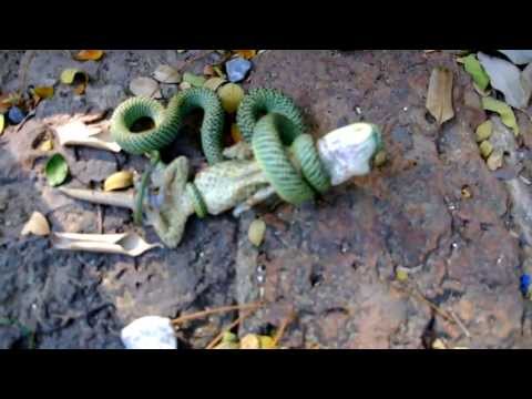 Golden Tree Snake Devours Gecko