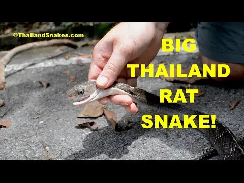 BIG Thailand Rat Snake - Identification Tips