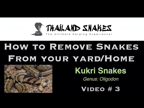 How to Remove KUKRI SNAKES from House and Yard 🇹🇭 Thailand VLOG | ThailandSnakes