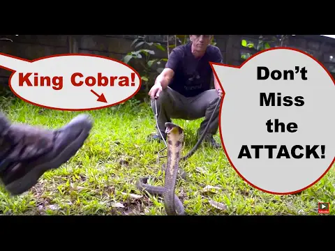 King Cobra Thailand Conservation - Rescue, Attack, Release