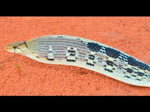 Big Rat Snake I Caught in Thailand - with SURPRISE