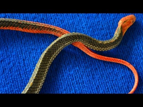 Deadly Venomous Red Headed Krait - Bungarus flaviceps - Video 2