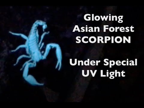 Thailand VLOG 🇹🇭| Asian Forest Scorpion (Black Scorpion) GLOWING in UV LIGHT | ThaiPulseCom