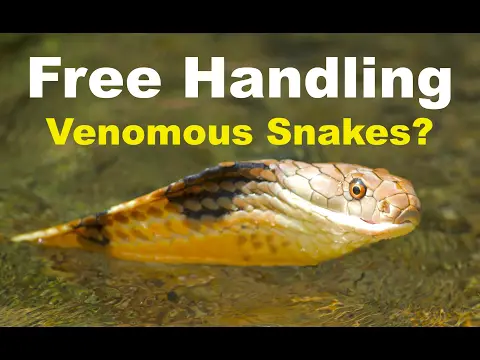 Free Handling Venomous Snakes (Cobras, Kraits, Vipers)