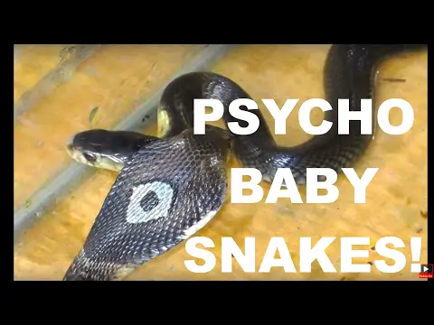 BABY SNAKES Hissing Like Psychos! 2 Thailand Cobras 🇹🇭 | ThaiPulseCom