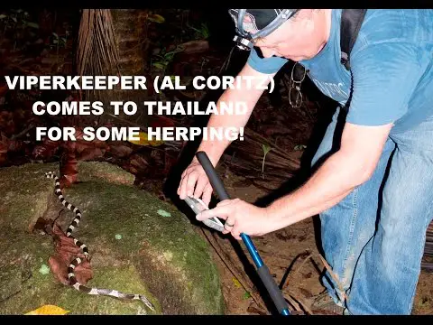 Malayan Krait - Al Coritz (ViperKeeper) Herping with ThailandSnakes!