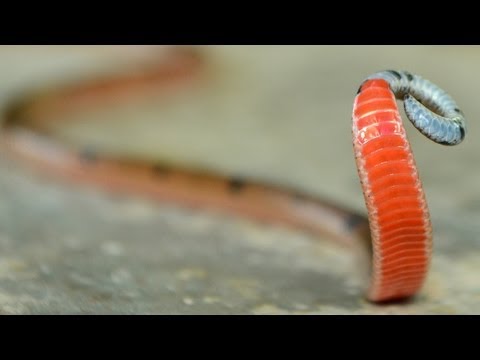 CORAL SNAKE! Deadly? (Speckled Coral Snake - Thailand)