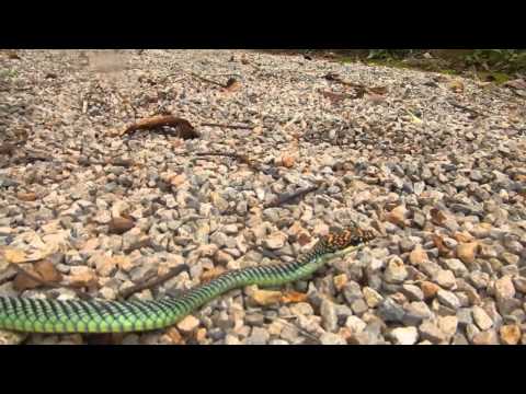 Chrysopelea paradisi - Paradise Tree Snake - One of prettiest Thailand Snakes