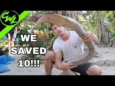 Rescuing 10 KING COBRAS!