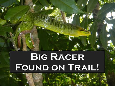 Big Racer Snake found on Hang Nak Nature Trail –Tab Kak Krabi