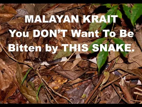 One of Thailand&#039;s Top 2 Most Lethal Venomous Snakes