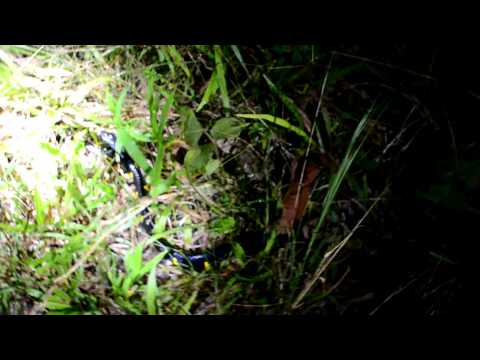 Mangrove Cat Snake Caught Herping at Night in Thailand