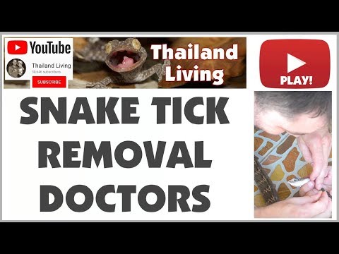 Rat Snake Trap and Tick Removal with Big Rat Snake งู 🇹🇭 Thailand Living