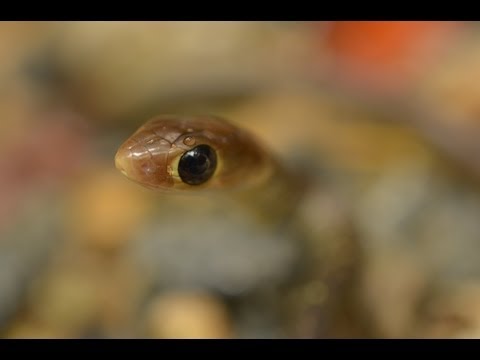 Baby Rat Snake - Ptyas korros - Thailand Snakes