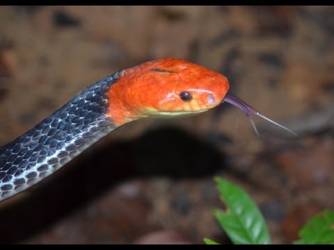 Beautiful Rare Venomous Snake - Very Venomous &amp; Deadly in Thailand 🇹🇭Thailand Living