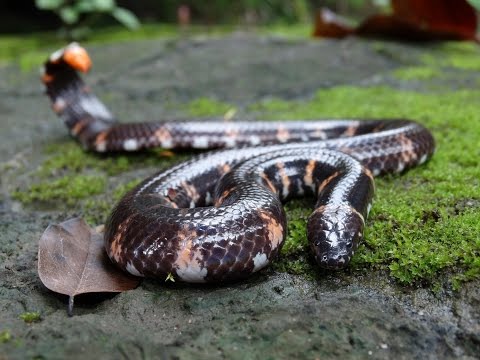 Herping in Thailand | Catching My First Snake in Thailand | Red Tailed Pipe Snake