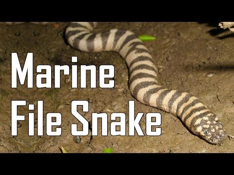 Marine File Snake! Very Rare Thailand Snake!