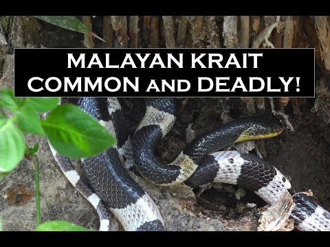 Deadly Venomous Malayan Krait - Bungarus candidus Found Herping in Thailand