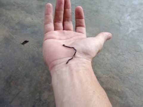 Smallest Snake in World, a Blind Snake 🇹🇭Thailand VLOG | ThaiPulseCom