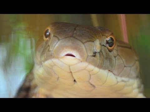 King Cobra Attack - Very Fast Cobra Attack 🇹🇭Thailand VLOG | ThailandSnakesCom