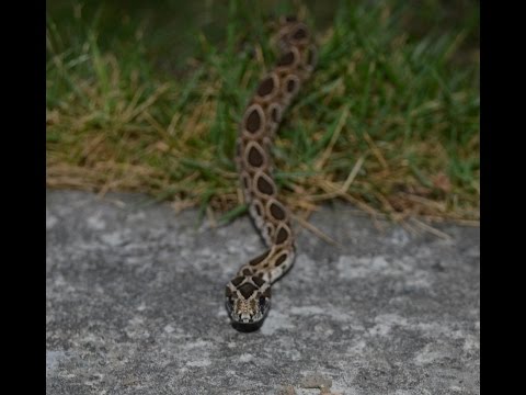 Eastern Russels Viper Daboia siamensis