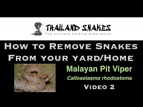 How To Remove a Malayan Pit Viper from Your Home or Yard? 🇹🇭 ThailandSnakes.com | Video 2