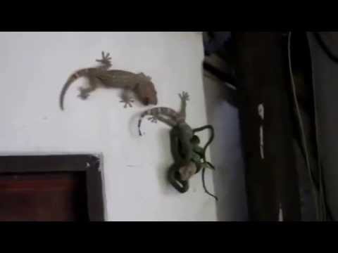 Huge Gecko Saves Life Of His Mate vs. Snake AWESOME VICTORY