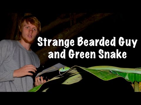 Green Snake (Cat Snake) from Thailand Rainforest! - Thailand Wildlife