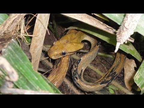 Dog Toothed Cat Snake - Boiga cynodon - Thailand Catch and Release