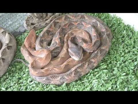 Deadliest Pit Viper Snakes in Thailand - Color Variations