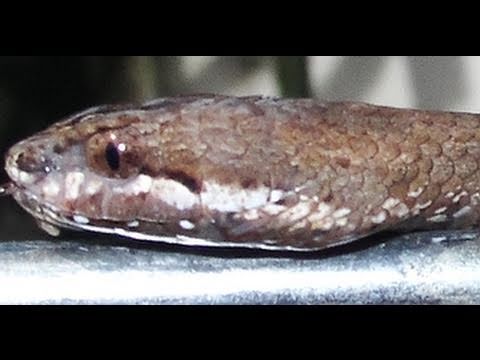 Mock Viper - a Snake that Looks Like a Viper in Thailand