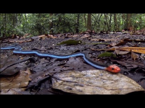 Blue Coral Snake (up close)