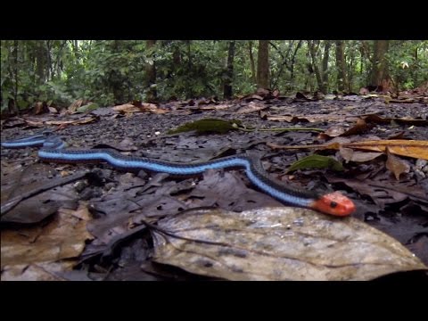 Blue Coral Snake (up close)