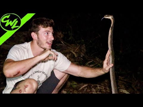 Returning KING COBRAS TO THE WILD!