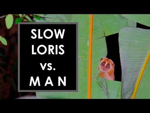 Slow Loris Vs. Man