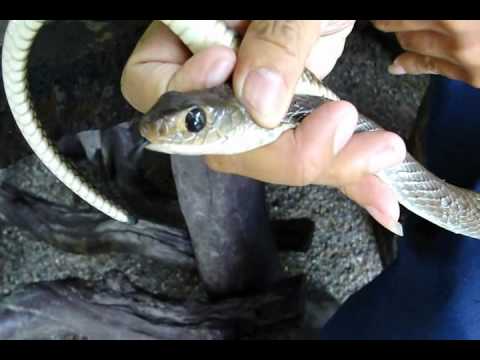 Indochinese Rat Snake (Ptyas korros) from Thailand