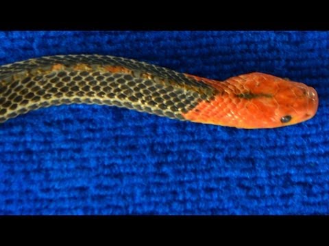 Deadly Venomous Red Headed Krait - Bungarus flaviceps - Video 1