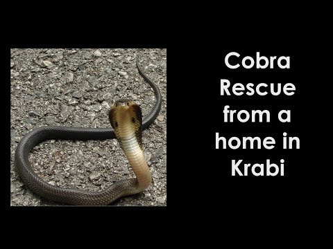 Cobra Rescue - Krabi, Thailand