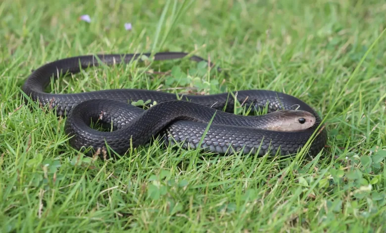 The 15 Venomous Singapore Snakes On The Ground