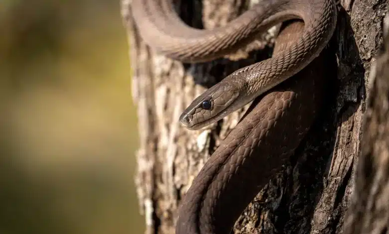 The 17 Very Dangerous Cambodia Snakes On The Tree