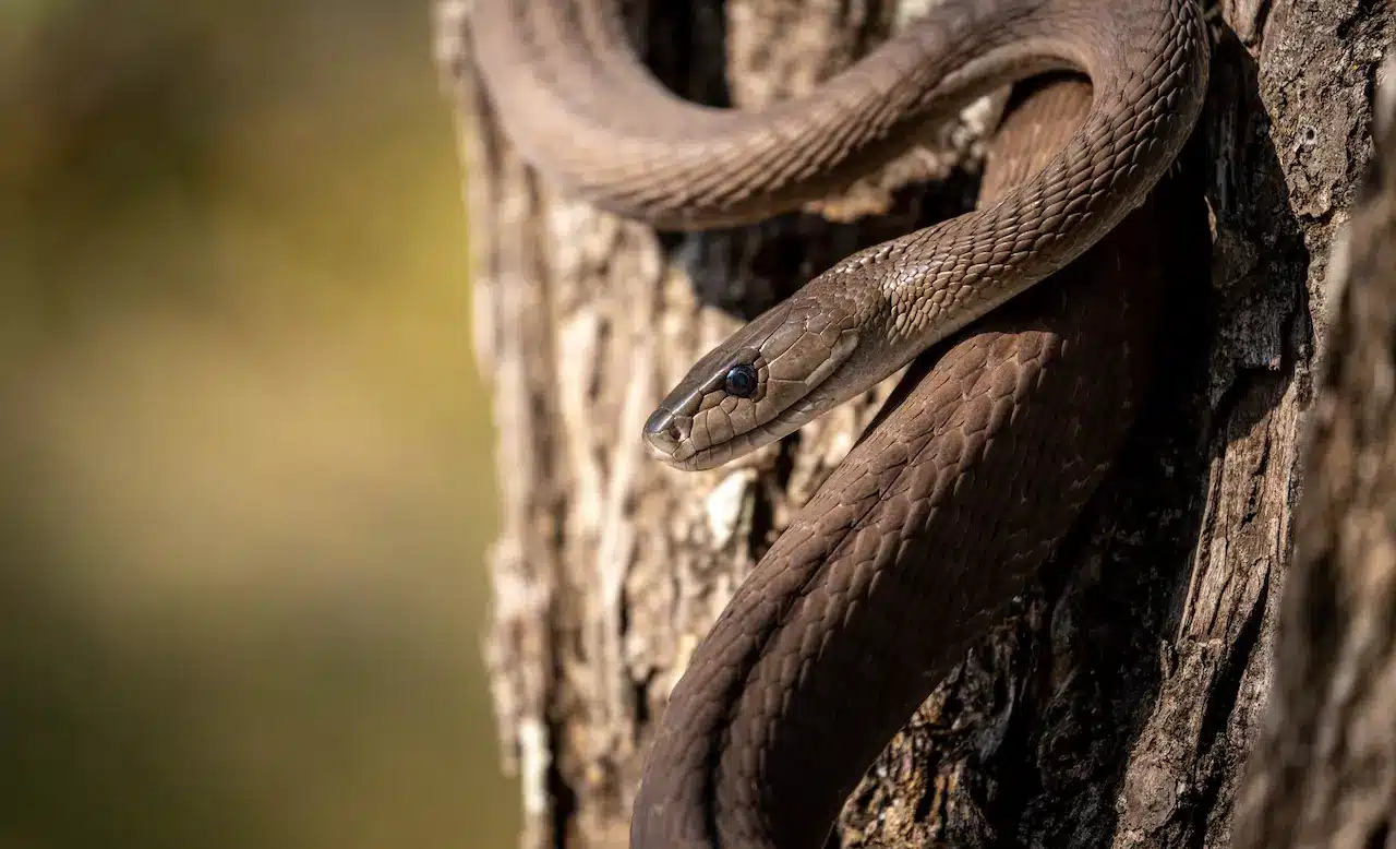 17 Very Dangerous Cambodia Snakes | Thailand Snakes