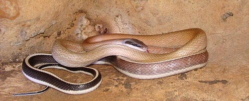 Cave snake - Ridleys Racer - Othriophis taeniurus ridleyi - Thailand