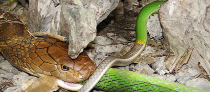 King Cobra Eats Red Tailed Racer Snake - Thailand